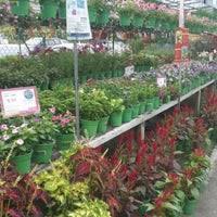 Tanaman dengan daun hijau yang melebar dan mengapung ini sering ditemukan di kolam, rawa, atau danau. Kedai Bunga Sungai Buloh Farm