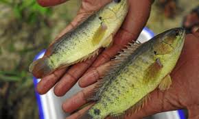 Mancing ikan puyu guna umpan cacing adalah tidak sesuai. Korang Tanya Umpan Jawab Apa Beza Puyu Tempatan Dengan Puyu Siam Umpan
