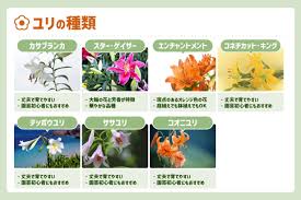 百合の花の花言葉は？種類や開花時期など基本の育て方もわかりやすく | となりのカインズさん