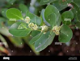 Image result for Pterocelastrus