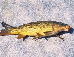 Maybe you would like to learn more about one of these? Mdc Proposes Regulation Changes For More Uses Of Grass Carp And Common Carp Including As Live Bait Missouri Department Of Conservation