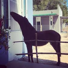 Ages 3 & up * welcome all skill levels * mostly western riding. Are There Horses In Vietnam Equestrian Adventuresses