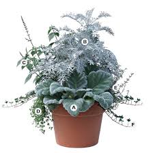 Image result for sanvitalia combine in pots