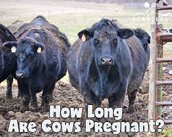 How Long Are Cows Pregnant My Fearless Kitchen