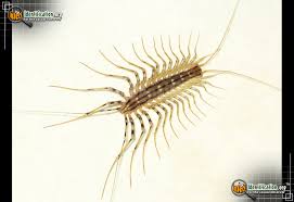 The presence of house centipedes can point to a potentially bigger issue with other pests in your home. House Centipede Scutigera Coleoptrata