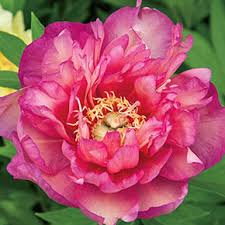 Their flavor tends to put deer off. Deer Resistant Peonies Shop Deer Resistant Peonies For Sale K Van Bourgondien