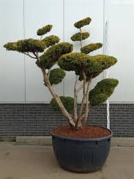 Bonsai Jalowiec Chinski Jalowiec Chinski Plum Aurea 175 200cm Bonsai Plants Flowers