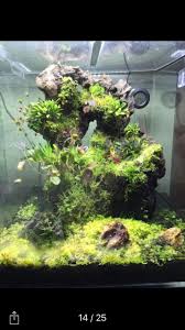 Simple Yet Pretty Setup Right Here Planted Aquarium Indoor Water Garden Aquascape Aquarium