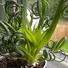 Image result for Albuca virens