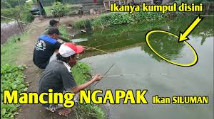 Mancing Di Sarang Nila Mancing Ikan Mujair Youtube