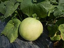 Image result for Cucumis aetheocarpus