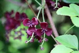 Rankpflanzen Fur Den Schatten 10 Kletterpflanzen Gartendialog De Kletterpflanzen Rankpflanzen Rankende Pflanze