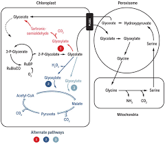 Maybe you would like to learn more about one of these? Synthetic Glycolate Metabolism Pathways Stimulate Crop Growth And Productivity In The Field Science