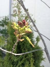 アオダモの花はいつ咲く アオダモの葉と一緒に蕾から出てきたこれは つるバラと宿根草の小さな庭づくり