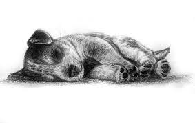 Black And White Cattle Dog Puppy Blue Heeler Pup Australian Cattle Dog Blue Heeler Dog Sketch Blue Heeler Puppies