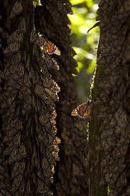 Monarch Butterflies Wintering At Mexico Sanctuary Monarch Butterfly Beautiful Butterflies Butterfly