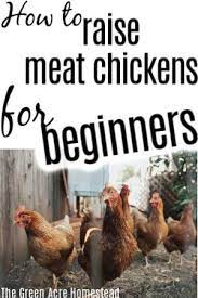 How To Raise Meat Chickens For Beginners Raising Meat Chickens Chickens Meat Chickens