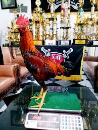 Ayam ninja ori / ayam mangon merupakan hasil penyempurnaan keturunan berdasarkan dua jenis unggas laga.menurut pengalaman kami ayam magon dapat bertarung dengan lincah jika sudah ada di arena sabung ayam, ayam ini ayam mangon ini terkenal dengan akurasi pukulan yang dilancarkan oleh ayam magon thailand juga sangat akurat dan sering mengenai bagian bagian fatal. Lembe Mr Big Jr Mangon X Pama Iq Ninja Boxer Farm ÙÙŠØ³Ø¨ÙˆÙƒ