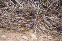 Image result for Aptosimum procumbens