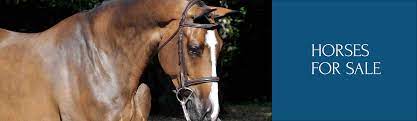 We sell high quality hunter/jumper horses. Performance Horses Under 40k Equisale Sport Horses