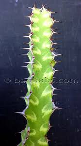Image result for Euphorbia griseola
