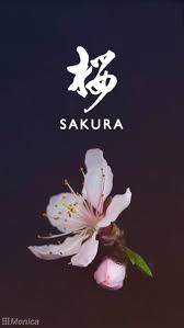 Spring pond, sakura, web, photo, blogger. Iphone Wallpapers