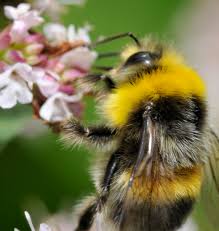 Check spelling or type a new query. The Buzz About Pumpkins How Do Bees Influence Pumpkin Yield Environmental And Biological Non Fiction