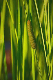 Image result for Calamus deerratus