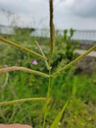 Image result for Acrachne racemosa