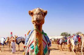 Location al dhafra ,al dhafra. Al Dhafra Camel Festival Following Amy Mary