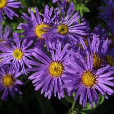 Bergaster Aster Amellus Blue King Blau In 2020 Pflanzen Schnittblumen Sonnenbraut