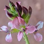 Image result for Indigastrum costatum