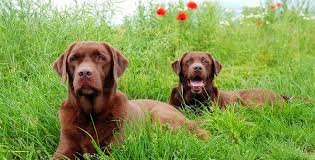 Curiosi una esauriente rassegna illustrata di immagini, descrizioni,. 10 Piante Velenose Per Gli Animali Domestici