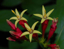 Image result for Loganiaceae