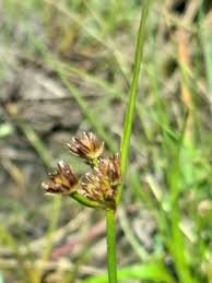 Image result for Juncus lomatophyllus
