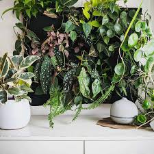 On a device or on the web, viewers can watch and discover millions of personalized short videos. How To Build An Indoor Plant Wall According To A Pro