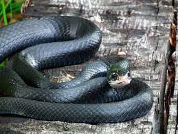 Southern Black Racer Coluber Constrictor Priapus Prepares To Bolt Black Racer Slytherin House King Cobra