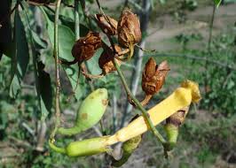 Image result for Nicotiana glauca