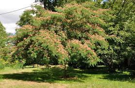 Rainfall may be plentiful in tennessee, but water control is still exceptionally important for new trees. 3 Invasive Trees That Forestry Experts Don T Want In Nashville