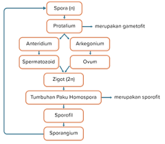 Susunlah skema pergiliran keturunan (metagenesis) pada tumbuhan lumut (bryophyta)!. Berikut Ini Skema Pergiliran Keturunan Pada Tumbuh