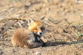 Screen Saver Photos Cute Screen Savers Fox Cute Fox