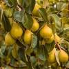 Grafting can also be used to repair and to strengthen injured or weak trees, to introduce male or female flowers onto a plant, or to create plants that consist. 1