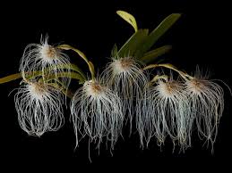 Image result for Bulbophyllum encephalodes