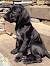 Full Grown Black And White German Shorthaired Pointer