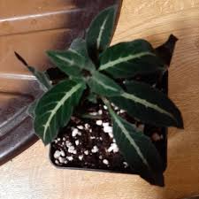 Image result for Ruellia makoyana