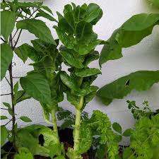 Image result for Lactuca setosa