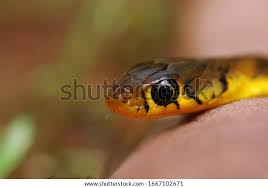 Image result for Amphiasma