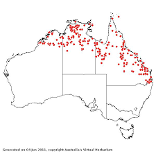 Image result for Sehima