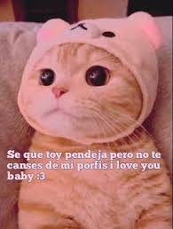 Gatito panza arriba, descansando después de un día agitado. Sigueme Para Mas Frases Bonitas Gatos Gatosbonitos Gatitosesponjosos Gatosgraciosos Gatitos Gatitostiern En 2021 Frases Gatos Meme Gato Frases De Novia Celosa