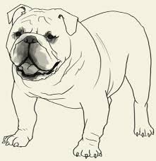 How To Draw Bulldog Learn To Draw An English Bulldog Step By Step Images Along With Easy To Follow Instruction Here Is An Bulldog Drawing Bulldog Art Dog Art